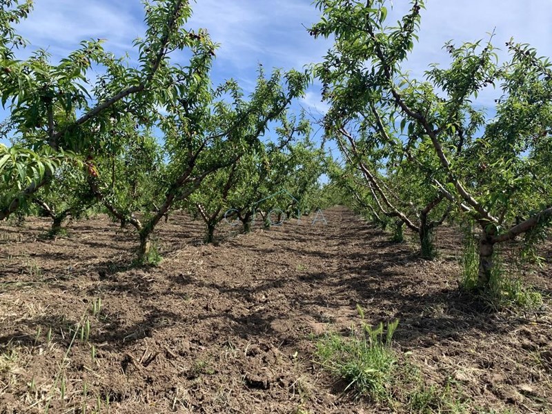 Terreno agricolo in Vendita a Mondragone, 35'000€, 6000 m²