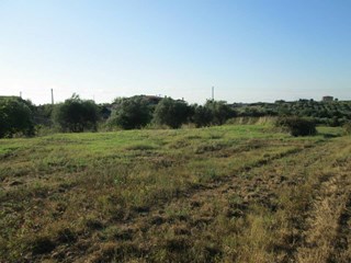 Terreno agricolo in Affitto a Roma, zona Pavona, 50 m²