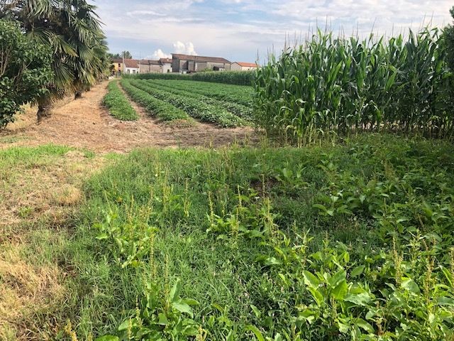 Terreno agricolo in Vendita a Adria, 100'000€, 32500 m²