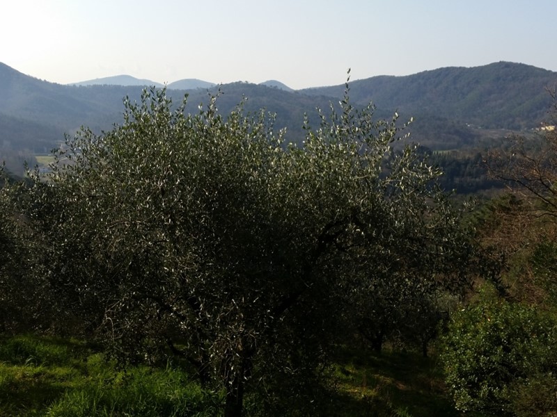Terreno agricolo in Vendita a Lucca, zona San Concordio di Moriano, 25'000€, 5000 m²
