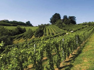 Terreno agricolo in Vendita a Trissino, 80'000&euro;, 2000 m²