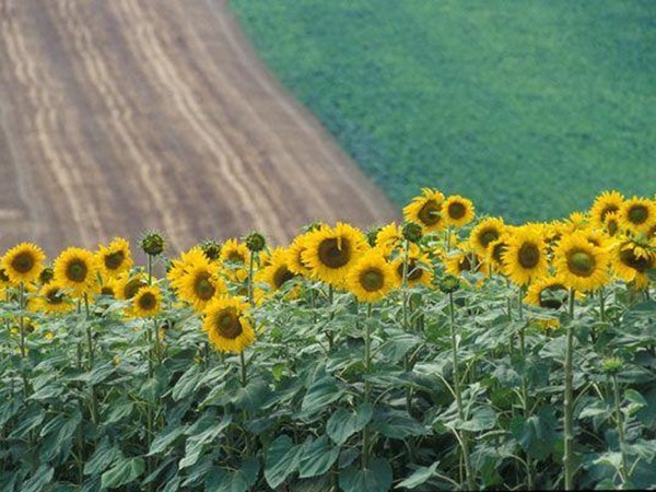 Casale in Vendita a Ancona, zona PIETRALACROCE, 348'000€, 300 m²