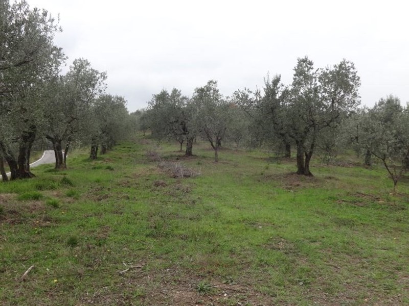 Terreno agricolo in Vendita a Lucca, zona Sant'Anna, 18'000€, 710 m²