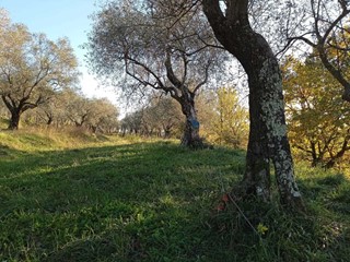 Terreno agricolo in Vendita a Castelnuovo Magra, 25'000€, 2375 m²