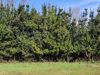 Terreno agricolo in Vendita a Cassino, 25'000€, 5300 m²