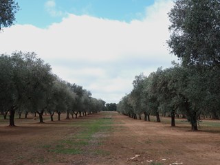 Terreno edificabile in Vendita a San Vito dei Normanni, 300'000€, 150000 m²