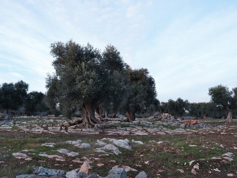 Trullo in Vendita a Francavilla Fontana, zona Difesa, 120'000€