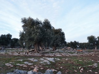 Trullo in Vendita a Francavilla Fontana, zona Difesa, 120'000€