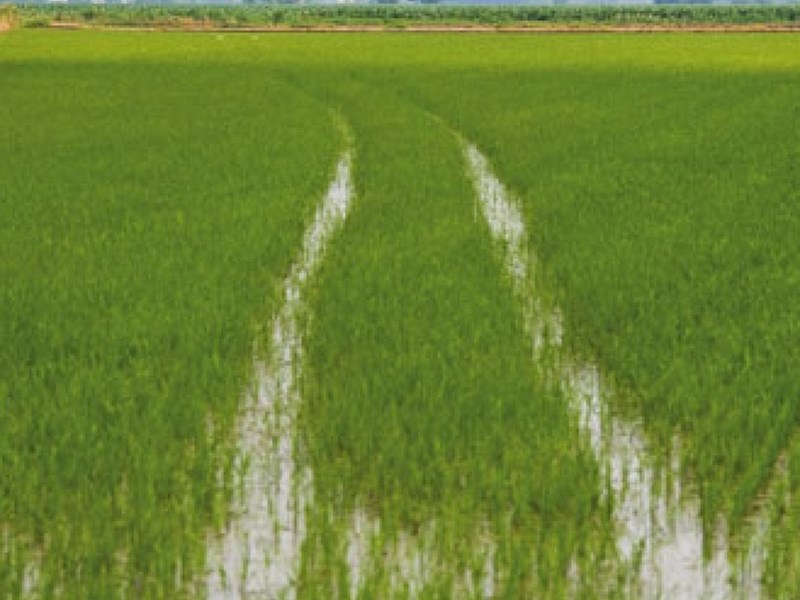 Cascina in Vendita a Gropello Cairoli