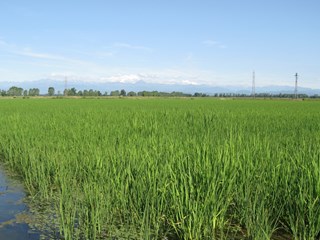 Cascina in Vendita a Milano