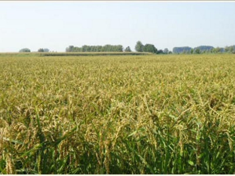 Terreno agricolo in Vendita a Sannazzaro de' Burgondi, 2'700'000€, 590000 m²