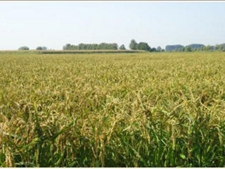 Terreno agricolo in Vendita a Sannazzaro de' Burgondi, 2'700'000€, 590000 m²