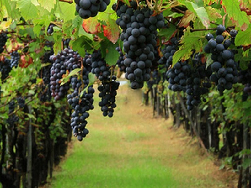 Terreno agricolo in Vendita a Casteggio, 500'000€, 95000 m²