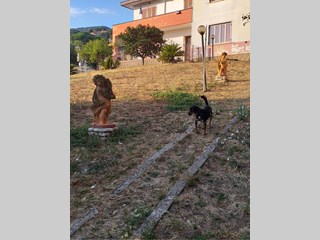 Villa in Vendita a Trevignano Romano