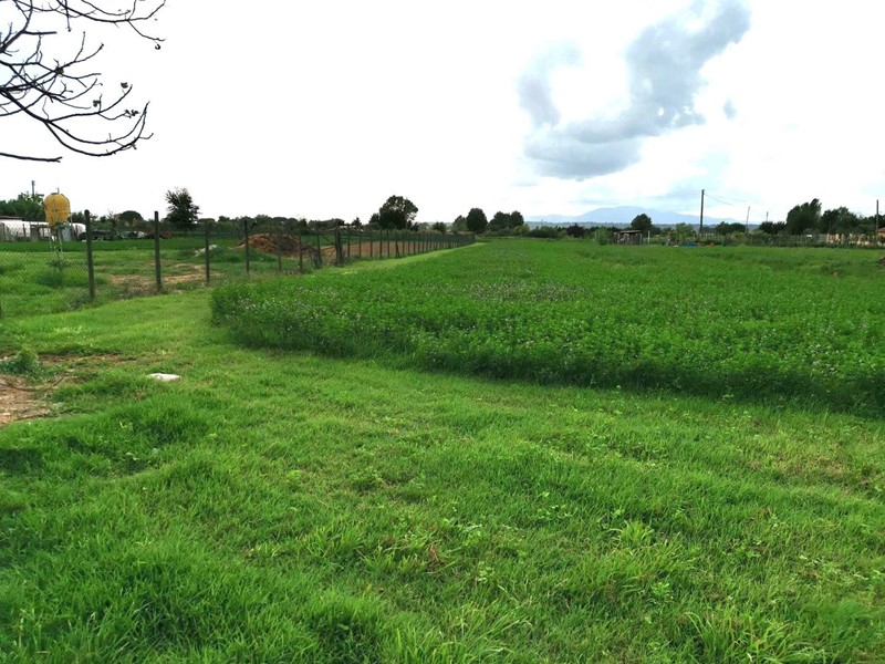 Terreno agricolo in Vendita a Fucecchio, zona Botteghe, 30'000€, 2500 m²