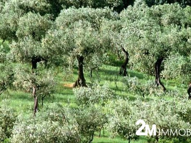 Terreno agricolo in Vendita a San Giuliano Terme, 60'000€, 30000 m²