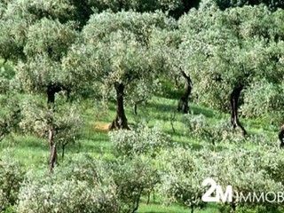 Terreno agricolo in Vendita a San Giuliano Terme, 60'000€, 30000 m²