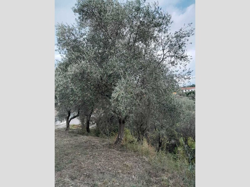 Terreno agricolo in Vendita a Arcola, 25'000€, 4300 m²
