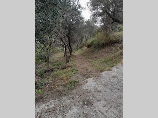 Terreno agricolo in Vendita a Arcola, 25'000€, 4300 m²