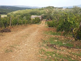 Terreno edificabile in Vendita a Civitella Paganico, zona Paganico, 150'000€, 50000 m²