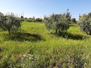 Terreno agricolo in Vendita a Bibbona, zona Marina di Bibbona, 65'000€, 5700 m²