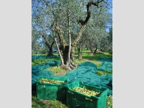 Terreno agricolo in Vendita a Santo Stefano di Magra, 26'000€, 2000 m²