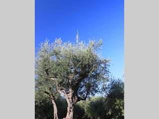 Terreno agricolo in Vendita a Santo Stefano di Magra, 26'000€, 2000 m²