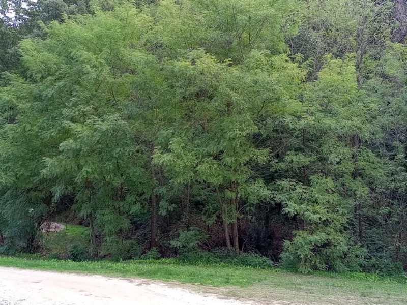 Terreno agricolo in Vendita a Lamporecchio, 20'000€, 10000 m²