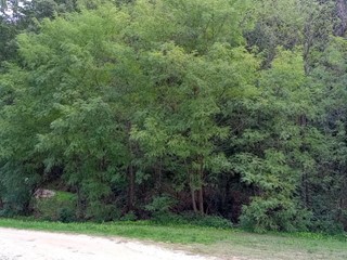 Terreno agricolo in Vendita a Lamporecchio, 20'000€, 10000 m²