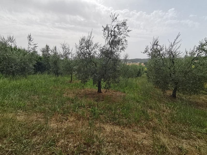 Terreno agricolo in Vendita a Capannoli, zona San Pietro In Belvedere, 17'000€, 3500 m²
