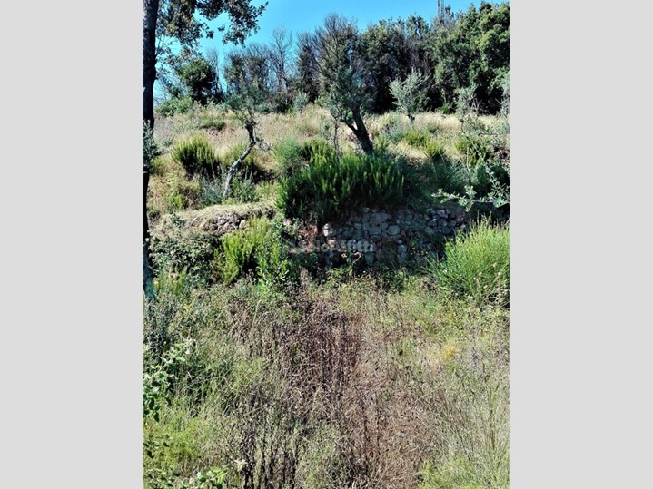 Terreno agricolo in Affitto a Forio, 2'000€, 20000 m²
