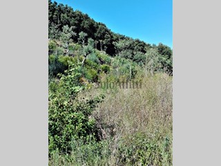 Terreno agricolo in Affitto a Forio, 2'000€, 20000 m²