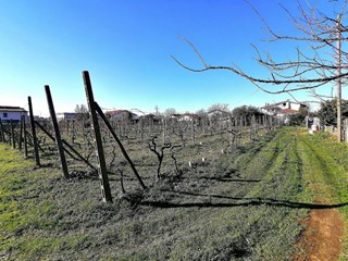 Terreno agricolo in Vendita a Massa, zona Alteta, 75'000€, 1600 m²
