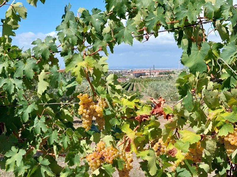 Terreno industriale in Vendita a Ciampino, zona Marino, 1'850'000&euro;, 270000 m²