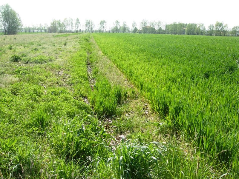 Terreno agricolo in Vendita a Vicopisano, zona Caprona, 22'000€, 5000 m²