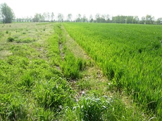 Terreno agricolo in Vendita a Vicopisano, zona Caprona, 22'000€, 5000 m²